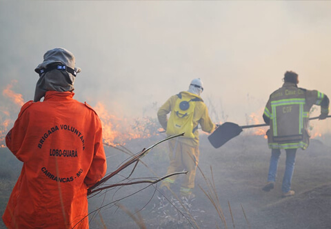 Brigada Voluntária Lobo Guará
