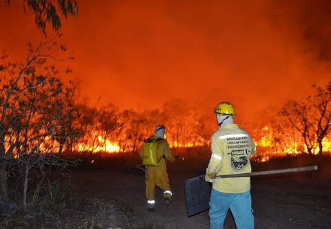 Brigada Voluntária Lobo Guará