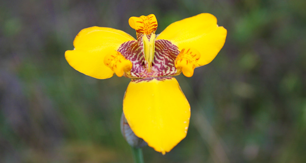 Flora